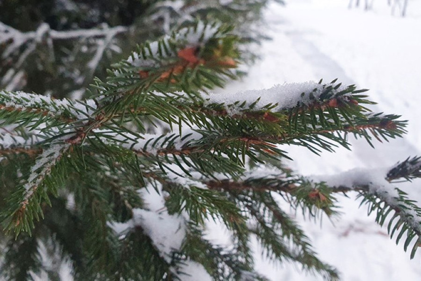 Погода в Беларуси в выходные: морозы до -30 °С и гололед