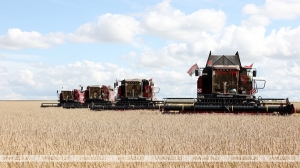 В Минской области убрано 95% зерновых: урожай превысил 2 млн тонн