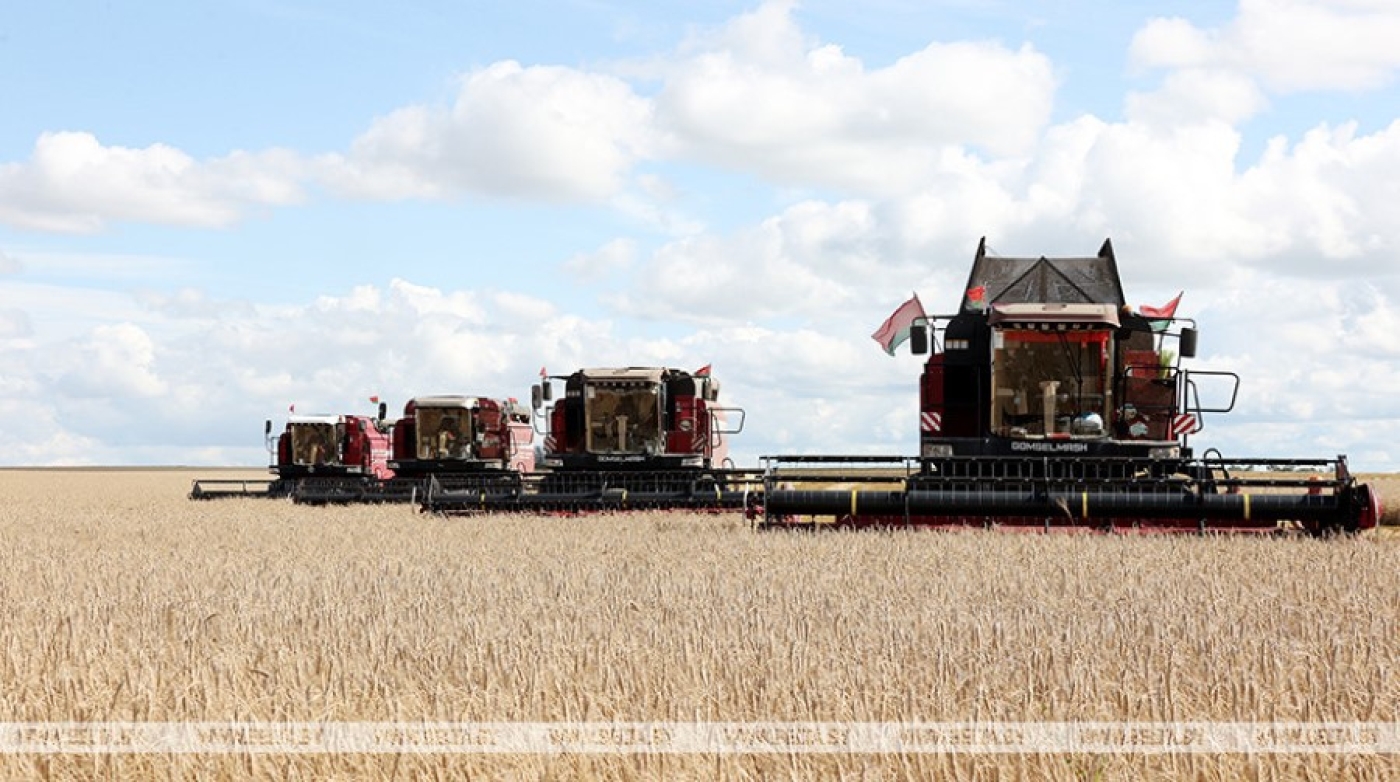 В Минской области убрано 95% зерновых: урожай превысил 2 млн тонн