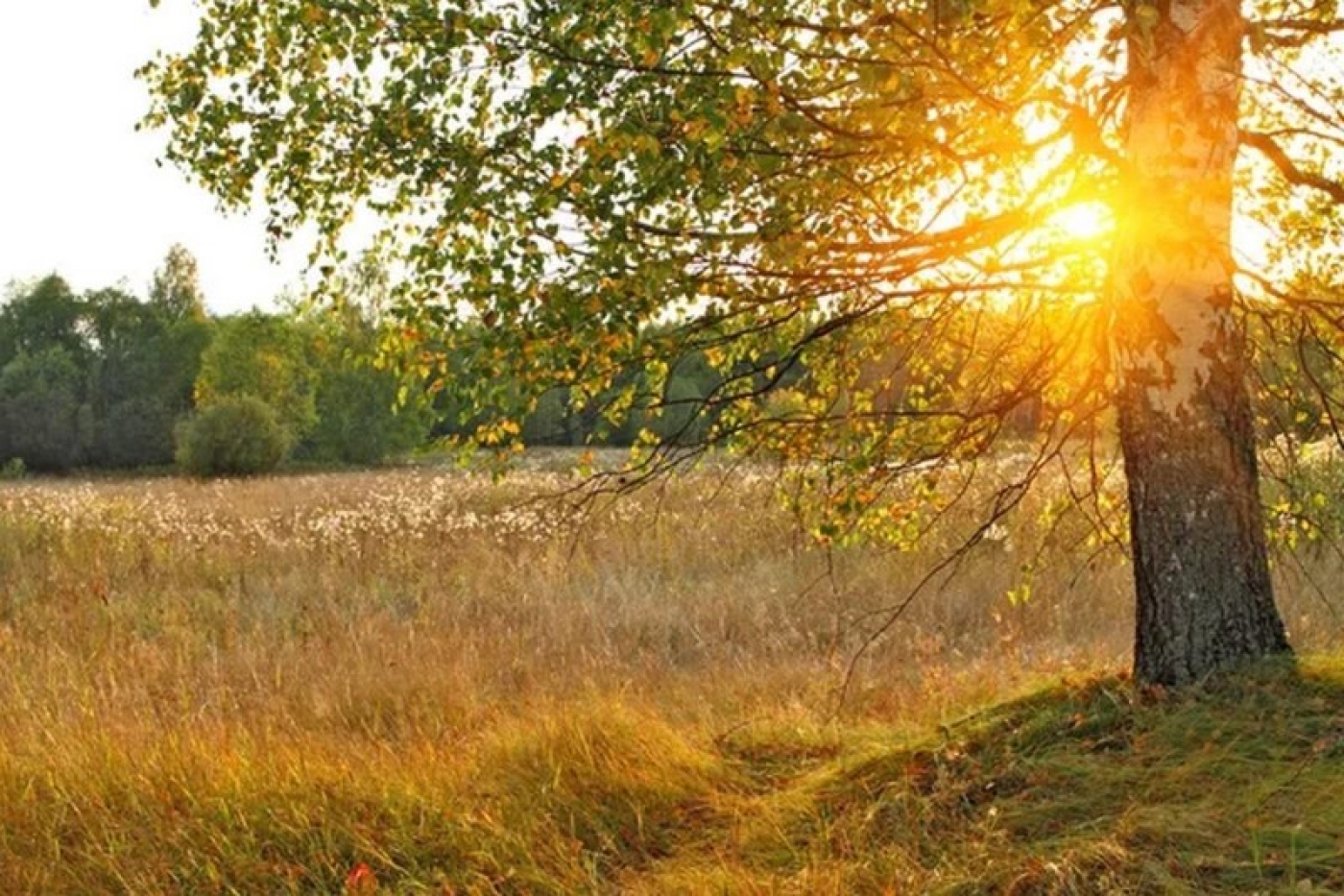 До +23°С и преимущественно без осадков обещают синоптики 4 мая