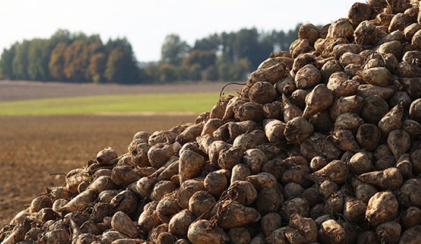В Беларуси завершилась уборка сахарной свеклы
