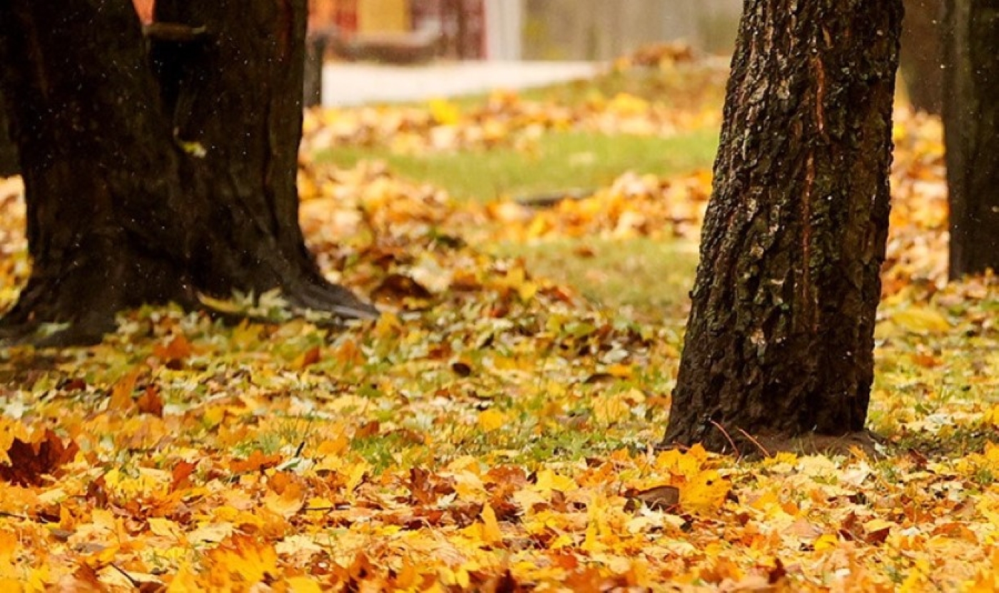 Запрета сжигать не было, но есть нюанс. В МЖКХ рассказали, как правильно утилизировать листву