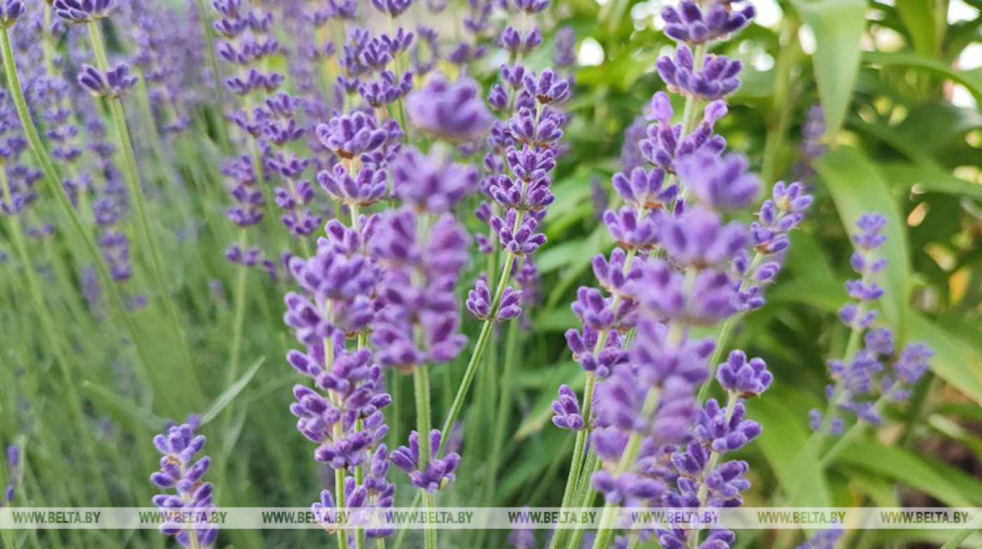 До +30°С и грозы ожидаются сегодня в Беларуси