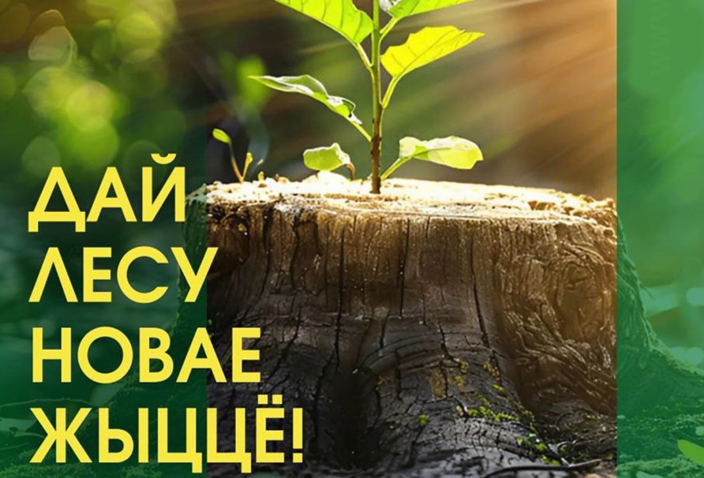«Дай лесу новае жыццё!»