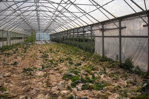 Фитофтора больше не вернется: осенний трюк спасает теплицу на год