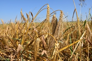 Хозяйства Березинщины убирают озимый ячмень