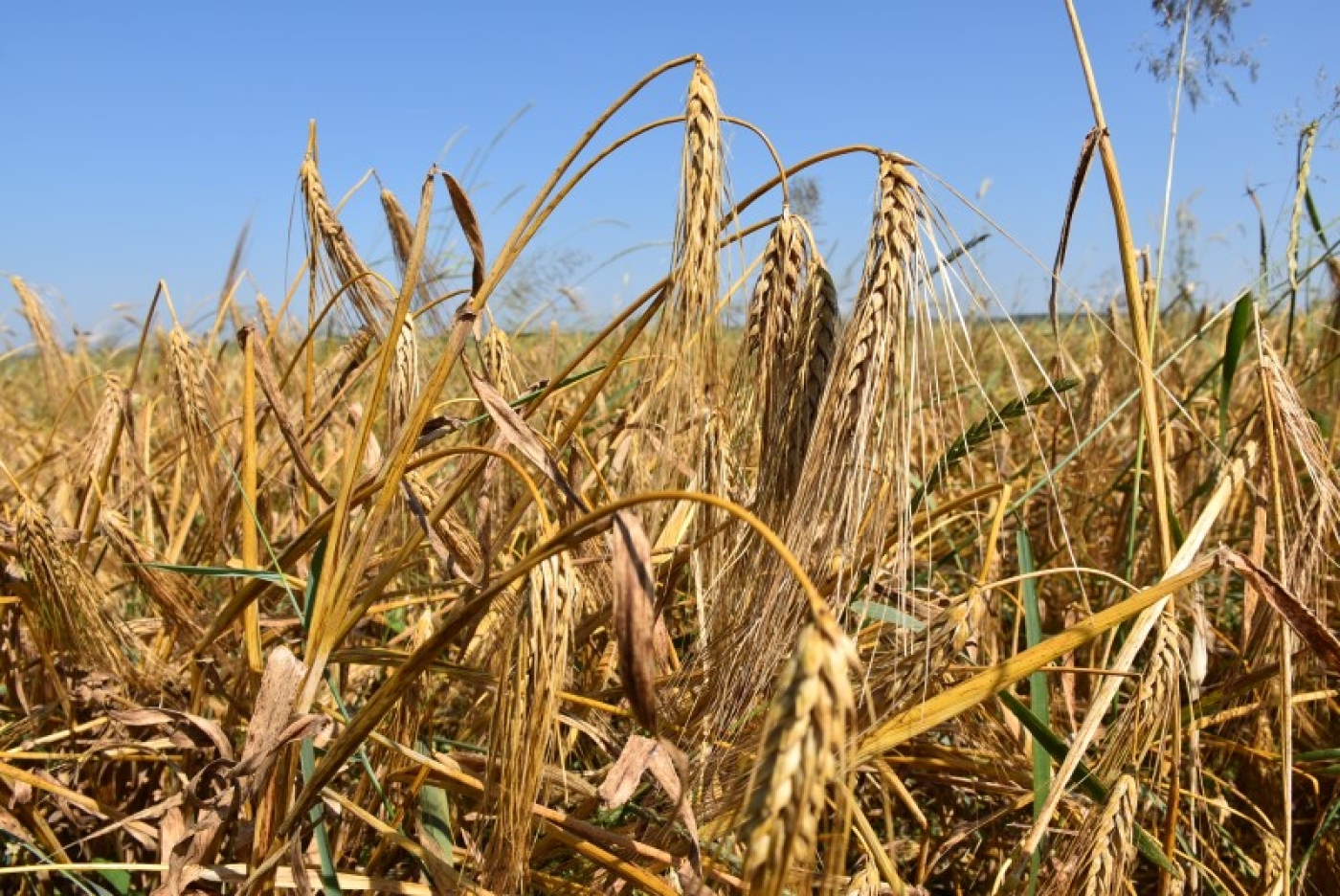 Хозяйства Березинщины убирают озимый ячмень