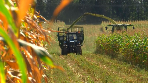 На Минщине продолжается уборка кукурузы