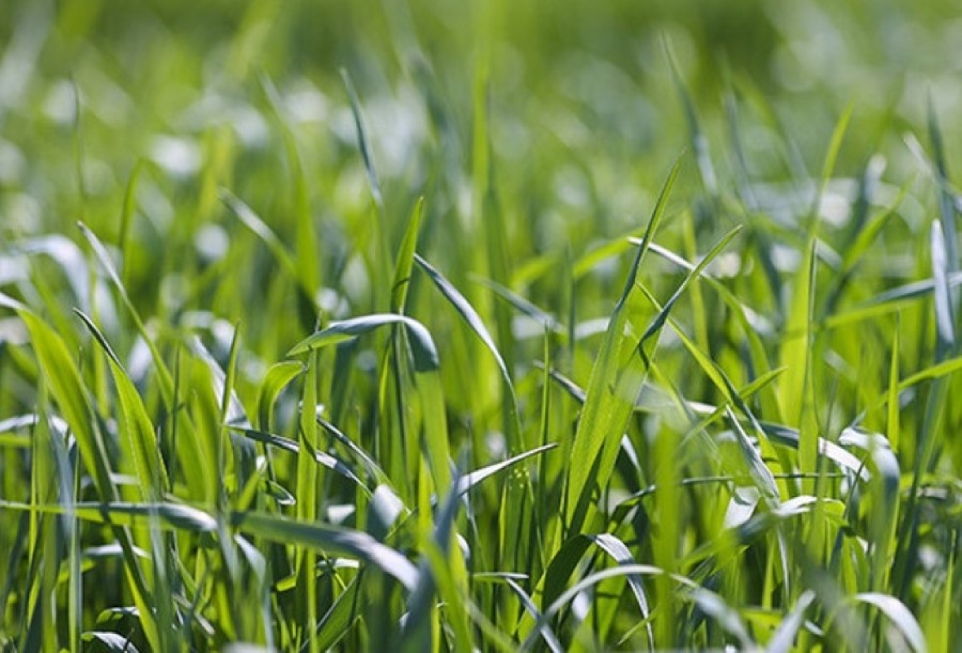 Единое требование для всех. Почему в Беларуси определили максимально допустимую высоту травы на участках?