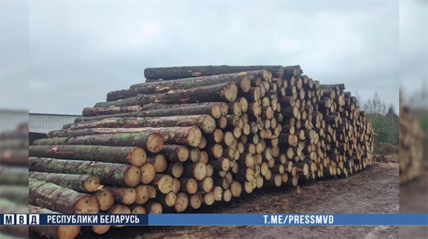 Работник лесхоза в Березинском районе продал "мимо кассы" древесину стоимостью более Br23 тыс.