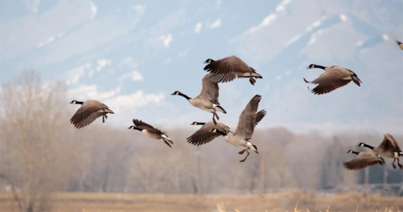 Весенний сезон охоты на пернатую дичь открывается в Беларуси