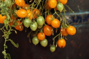 Помидоры круглый год: сорт, который плодоносит зимой без теплицы