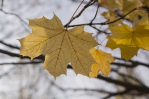 Погода в Беларуси 8 октября: без существенных осадков и от -2 °С ночью до +18 °С днем