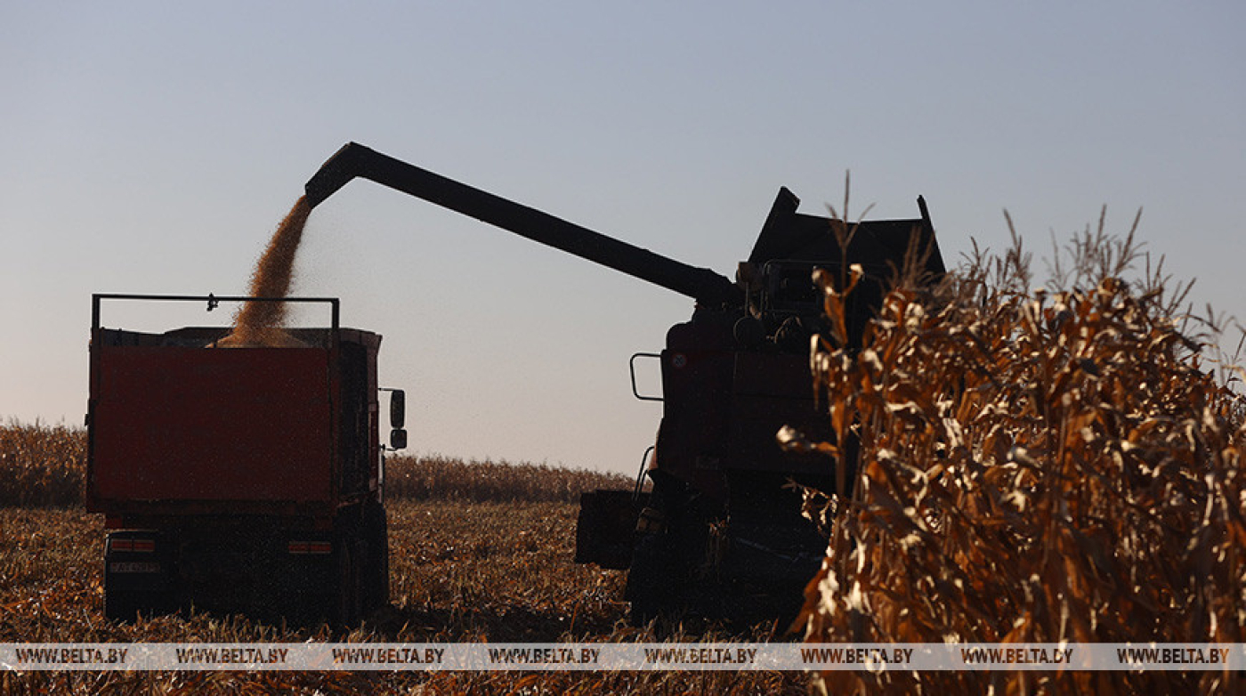 Лукашенко о предстоящей уборке кукурузы: можем получить еще два миллиона тонн зерна