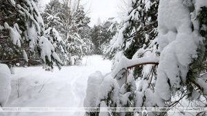 Снег и сильный ветер ожидаются сегодня в Беларуси