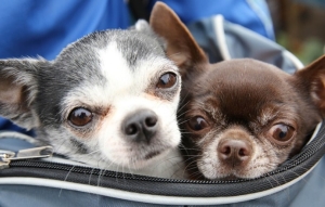 Что изменил закон об обращении с животными и что теперь грозит горе-хозяевам