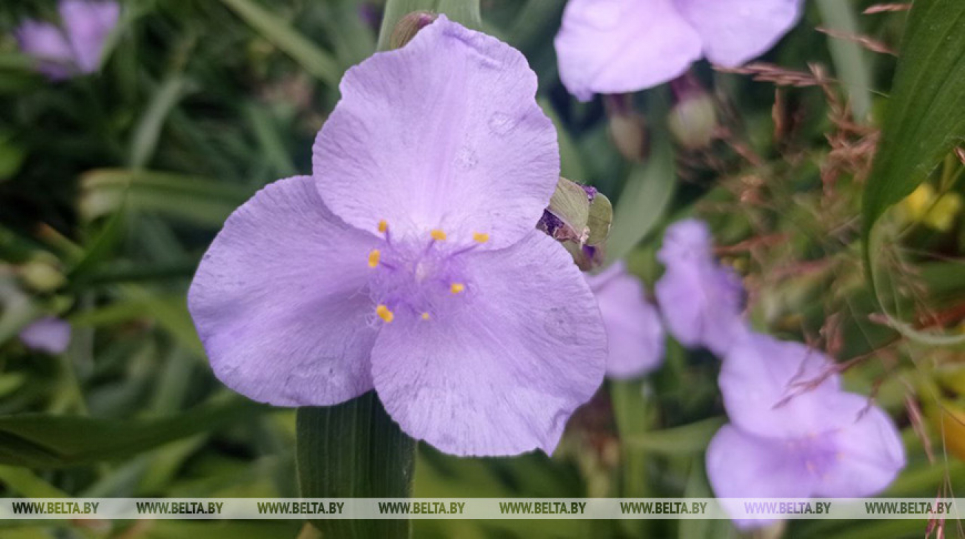 Дожди с грозами и туман ожидаются в Беларуси 28 июля