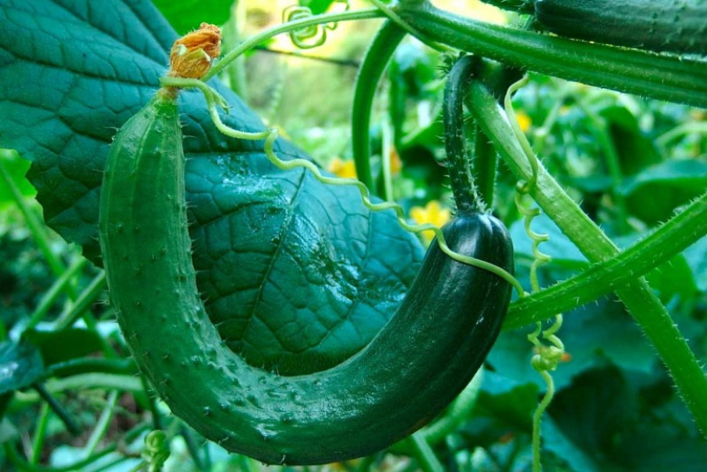 Сделайте простую подкормку – огурцы не будут закручиваться