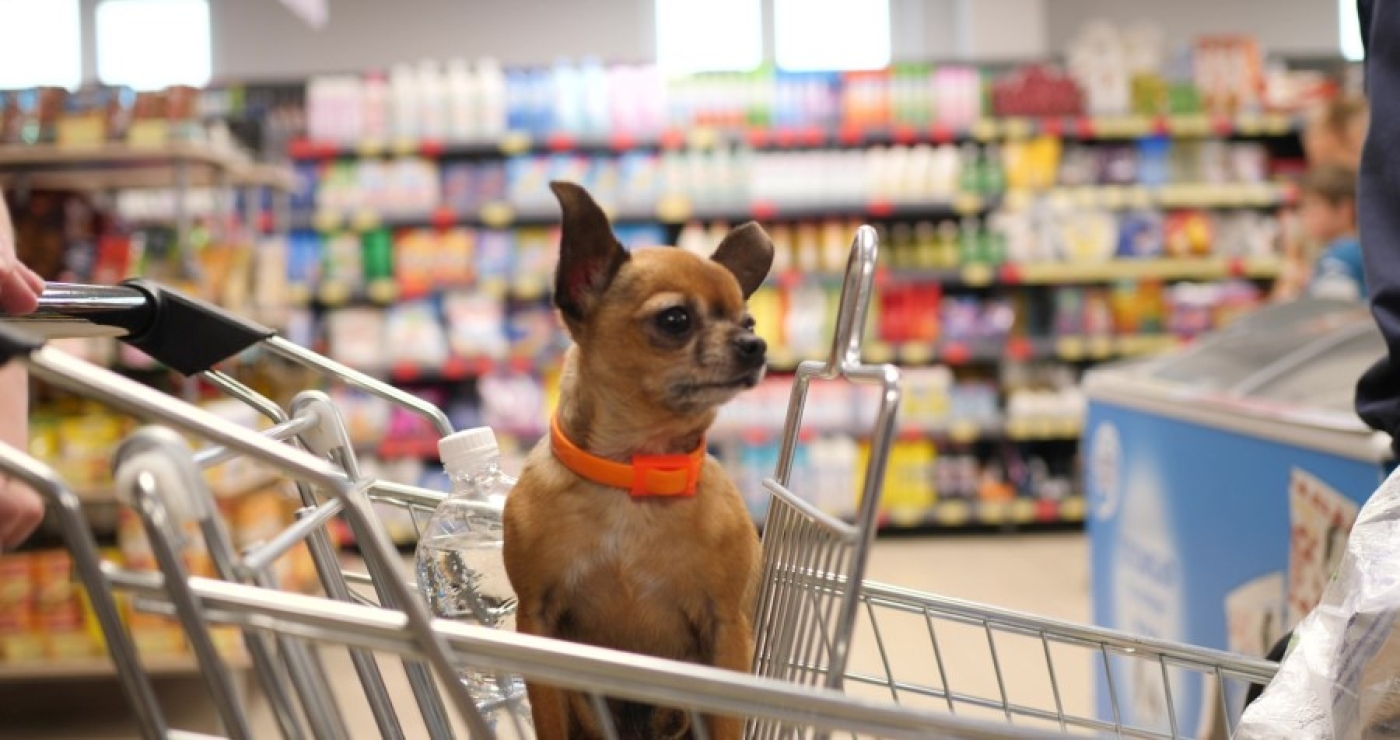 "С питомцами в магазин нельзя, но есть исключение". Разбираемся в нюансах нового закона о животных