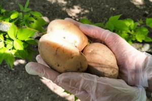 Больше никакой прополки! "В мешке" и другие способы сажать картофель