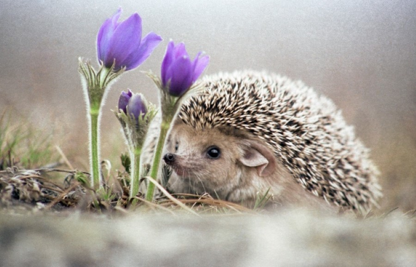 Погода 20 марта: облачно с прояснениями, дождь и до +10 °С