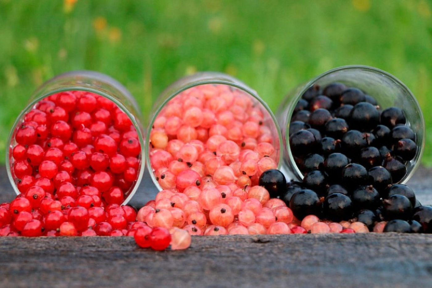 Смородина будет сладкая и крупная: не пропустите эту важную подкормку