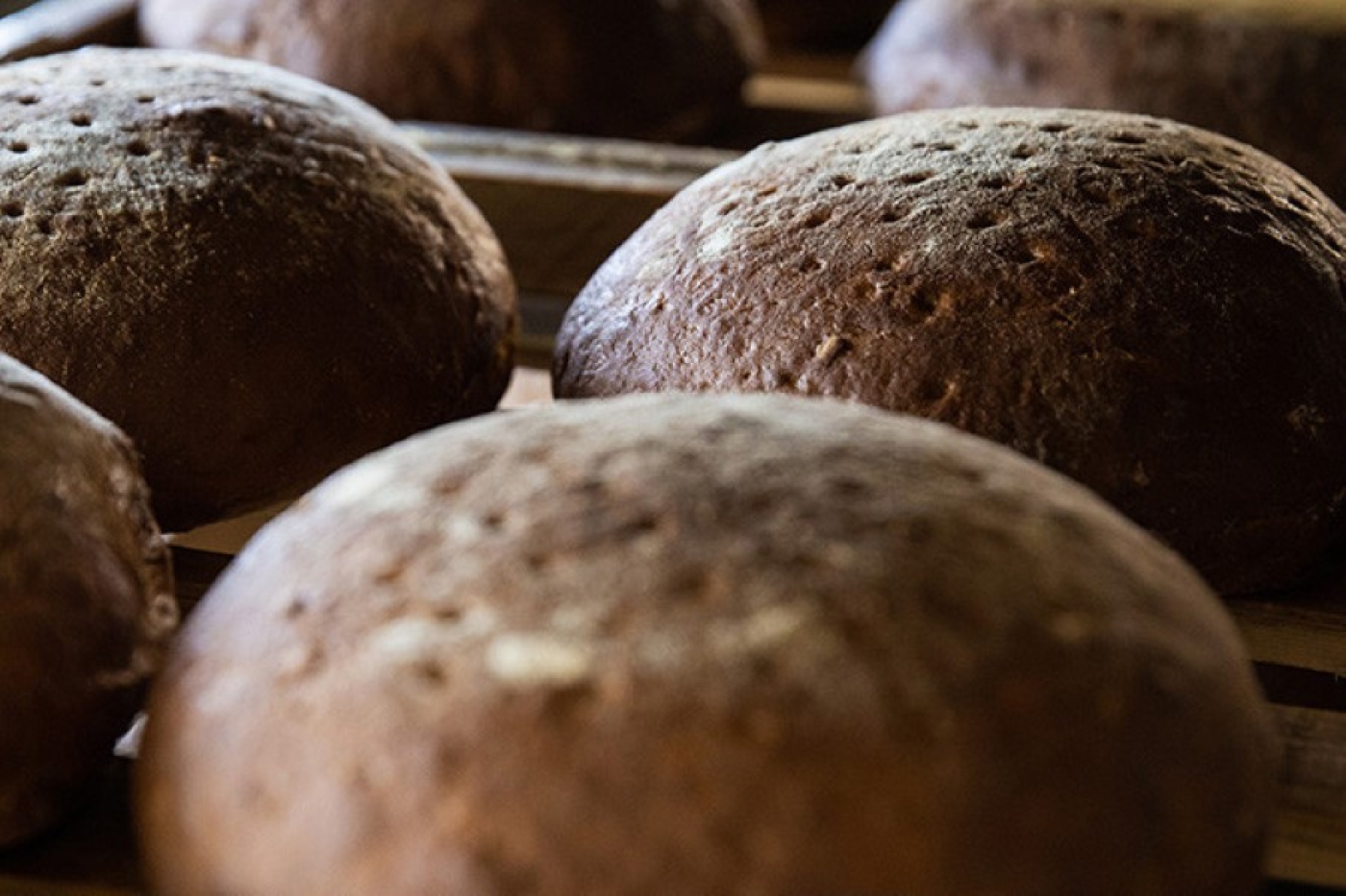 Хлеб из пророщенной фиолетовой пшеницы начали выпекать в Минской области в 2025 году