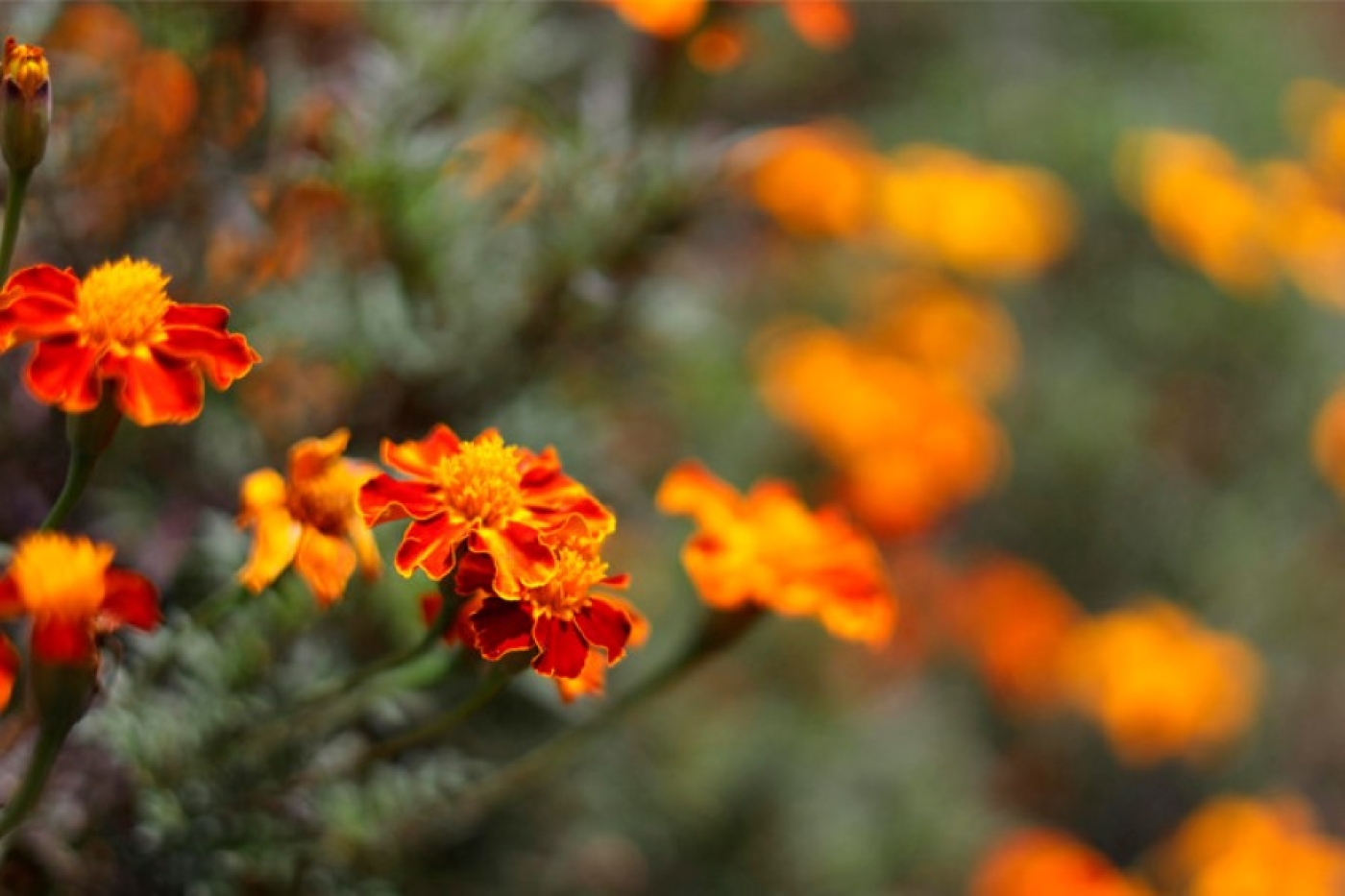 Цветочный сезон открыт! Что уже можно высаживать прямо в открытый грунт?