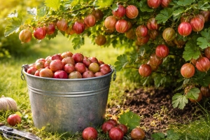 Обрежьте крыжовник весной по этой инструкции — ягоды станут слаще, крупнее, а куст перестанет болеть