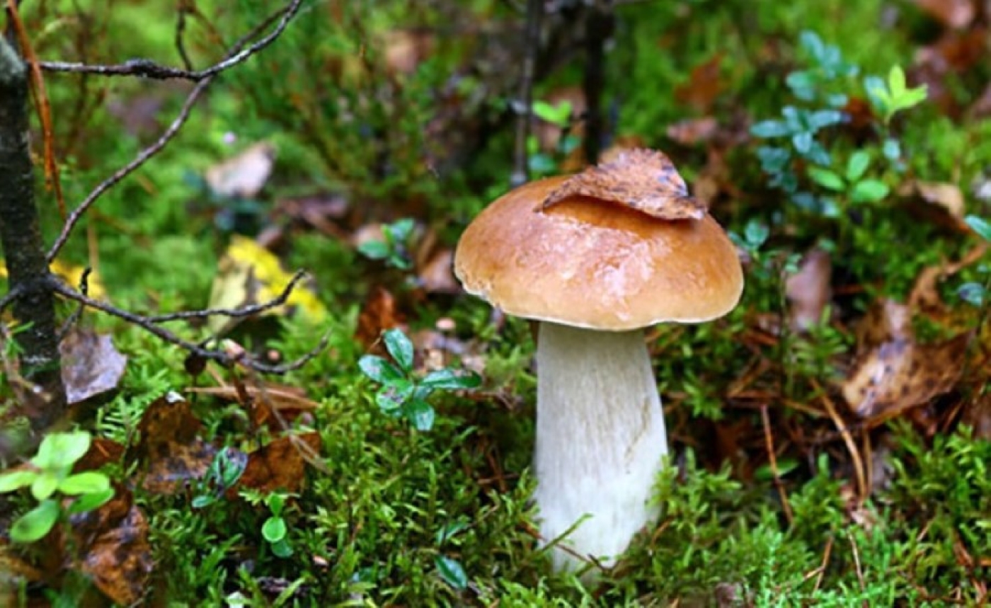 В Пуховичском районе спасатели помогли заблудившимся в лесу грибникам