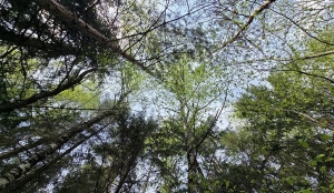 Ограничения на посещение лесов действуют в 92 районах Беларуси