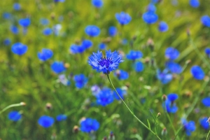 Погода в Беларуси 30 июля: оранжевый уровень опасности из-за гроз, ливней, шквалистого ветра и до +29 °С