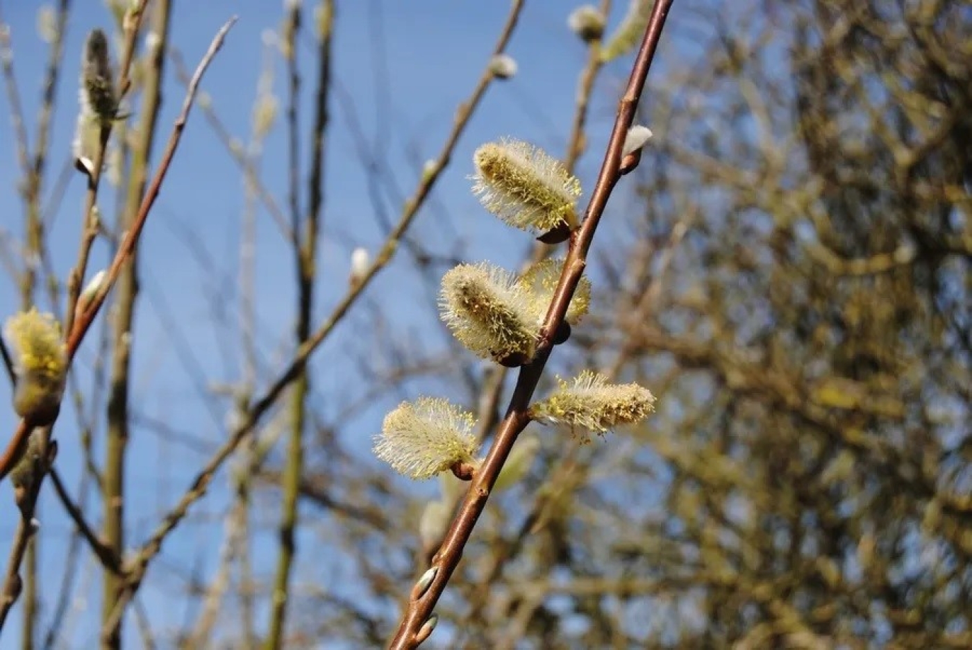 Погода 28 марта: преимущественно без осадков и до +16 °С
