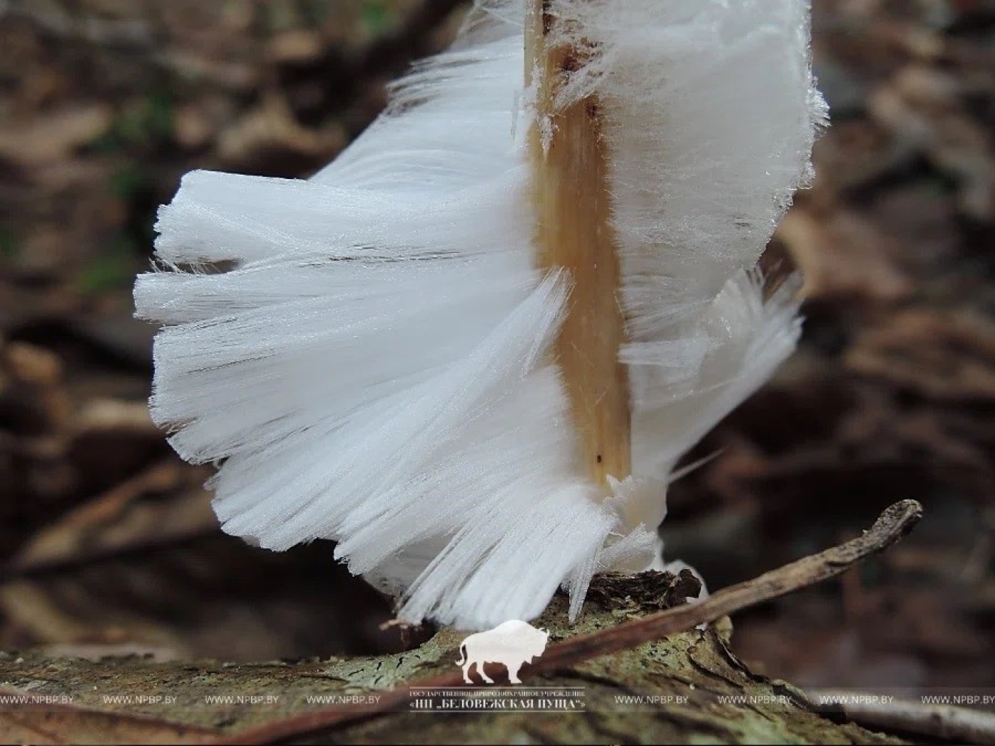 "Ледяные волосы" в Беловежской пуще: что это за природное явление и когда его можно увидеть
