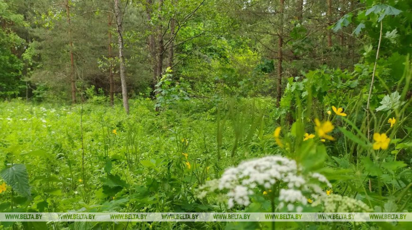 Массовые ограничения на посещение лесов введены в Беларуси