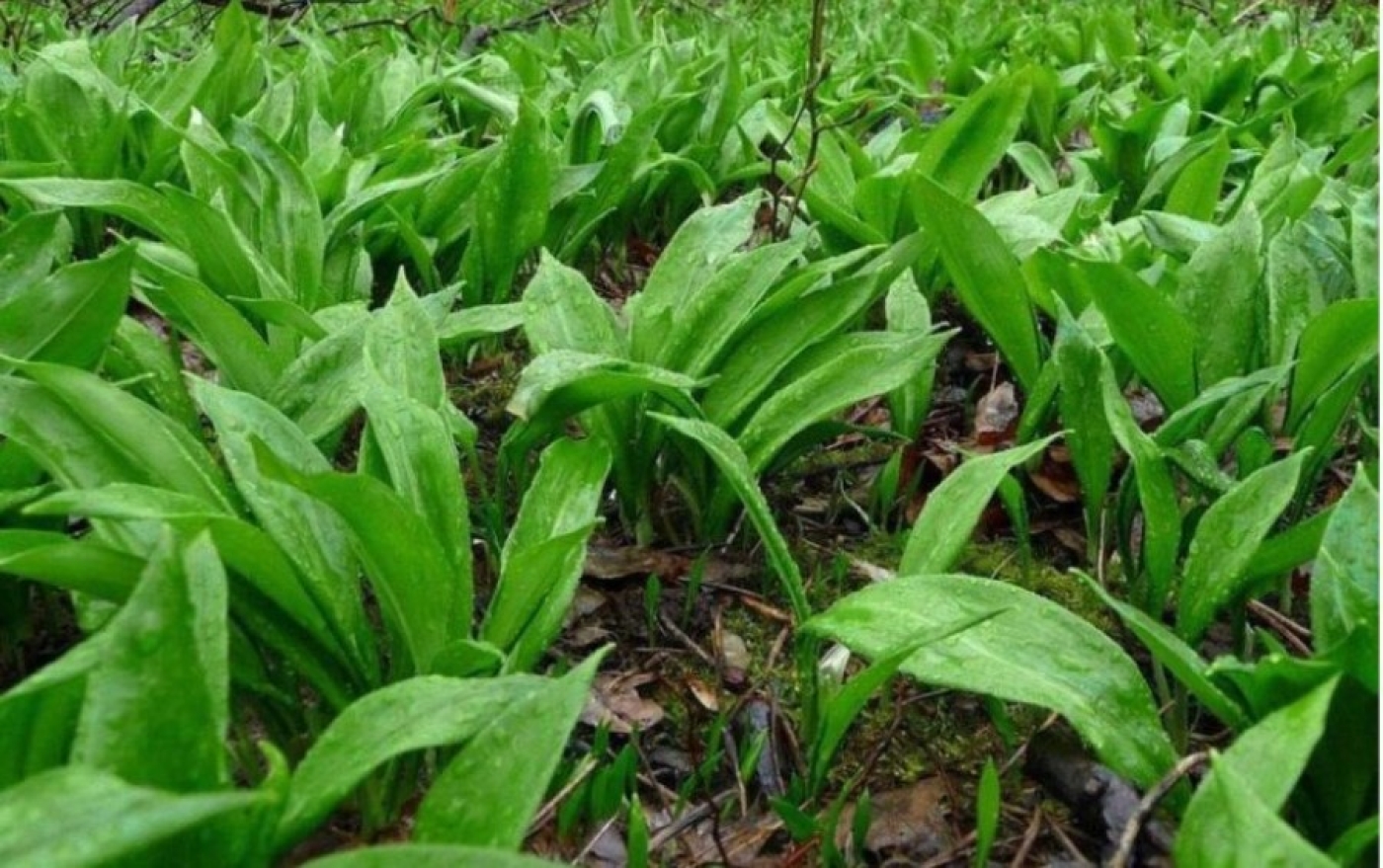 За сбор краснокнижных первоцветов в Беларуси грозит штраф