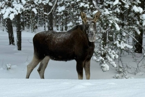 В Мощанице наши подписчики заметили лося: впечатляющая встреча в дикой природе