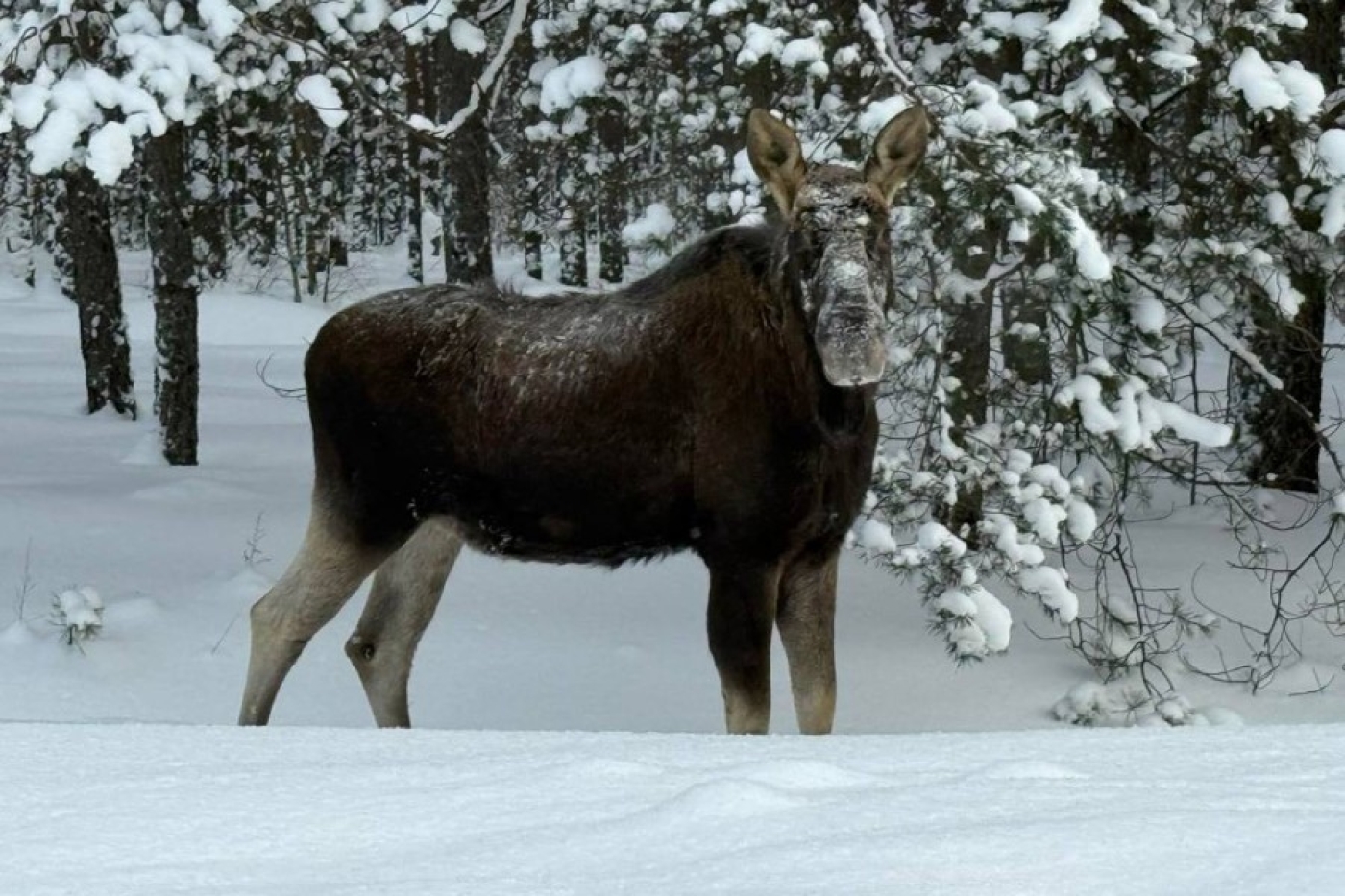 В Мощанице наши подписчики заметили лося: впечатляющая встреча в дикой природе