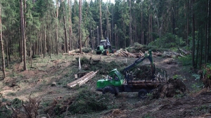 "Задействованы более 200 человек и техника". Как ведется разработка буреломов в Минской области