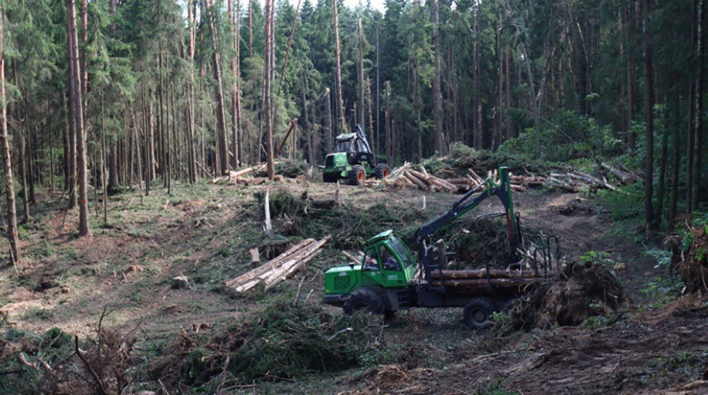 "Задействованы более 200 человек и техника". Как ведется разработка буреломов в Минской области