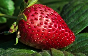 Зимний метод посадки клубники. Простой секрет повышает всхожесть семян в разы