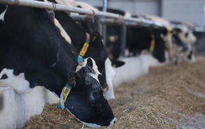 "Поголовье молочных коров почти не увеличиваем". Почему так и сколько ферм построят в Беларуси в 2025-м?