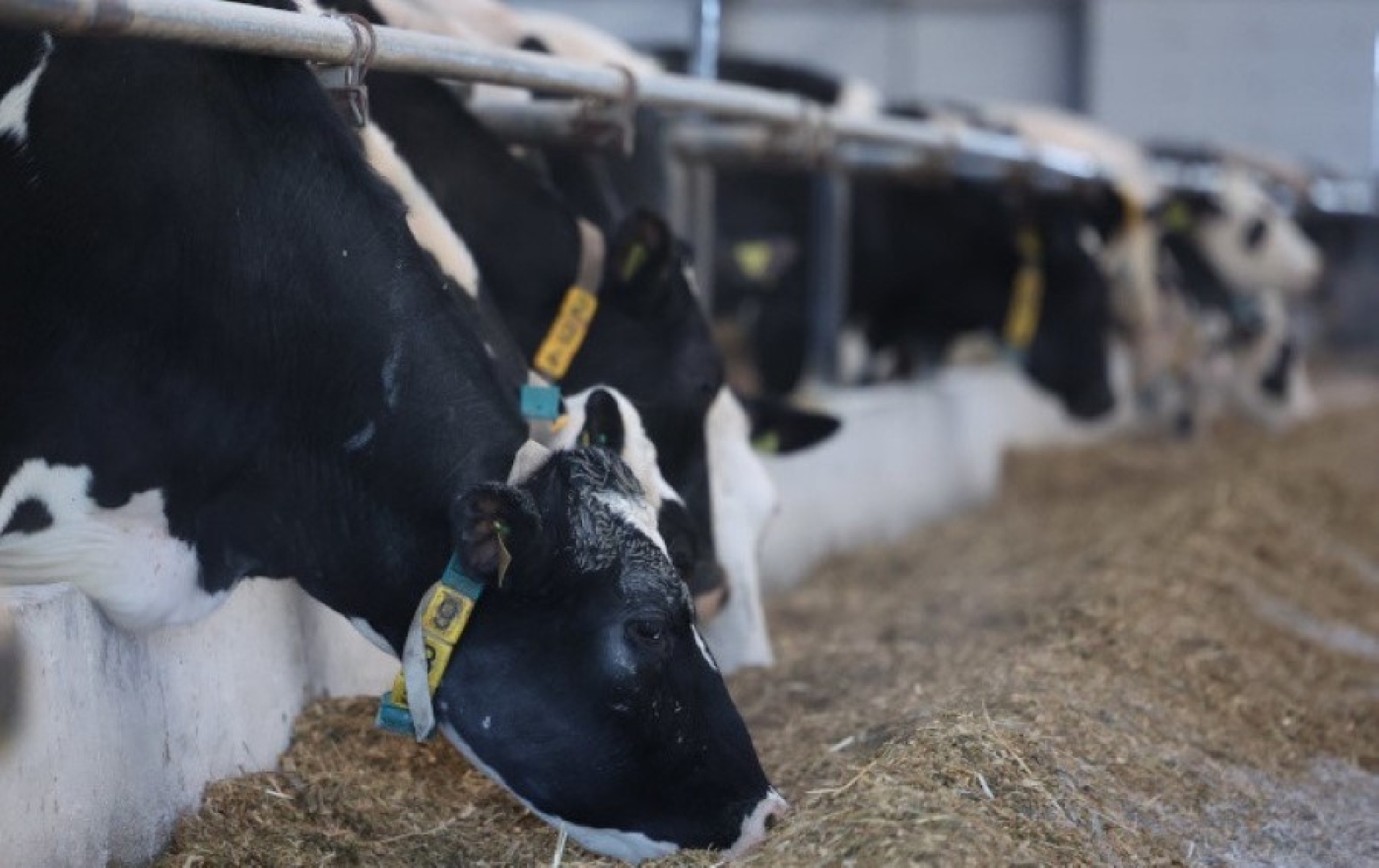 "Поголовье молочных коров почти не увеличиваем". Почему так и сколько ферм построят в Беларуси в 2025-м?