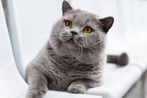 Кот из Беларуси вошел в тройку самых красивых в мире