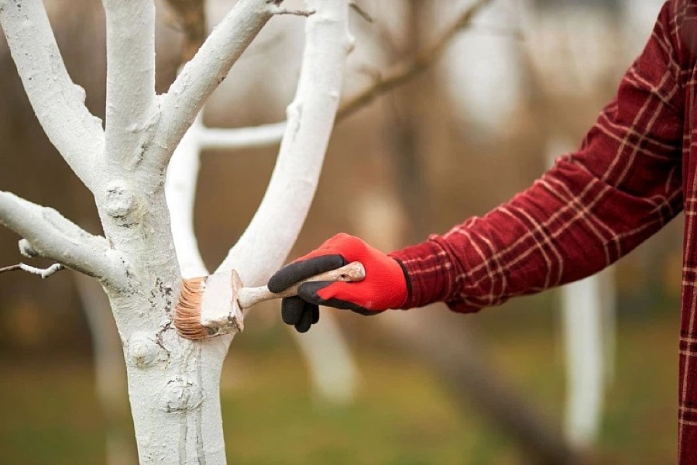 Такой побелке и ливни не страшны: продержится весь сезон на дереве
