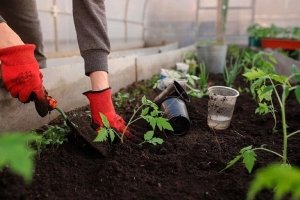 Не делайте этого на огороде в мае: ошибки приведут к потере урожая