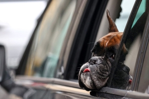 Владельцам собак в Беларуси нужно платить налог. Для кого существуют льготы?