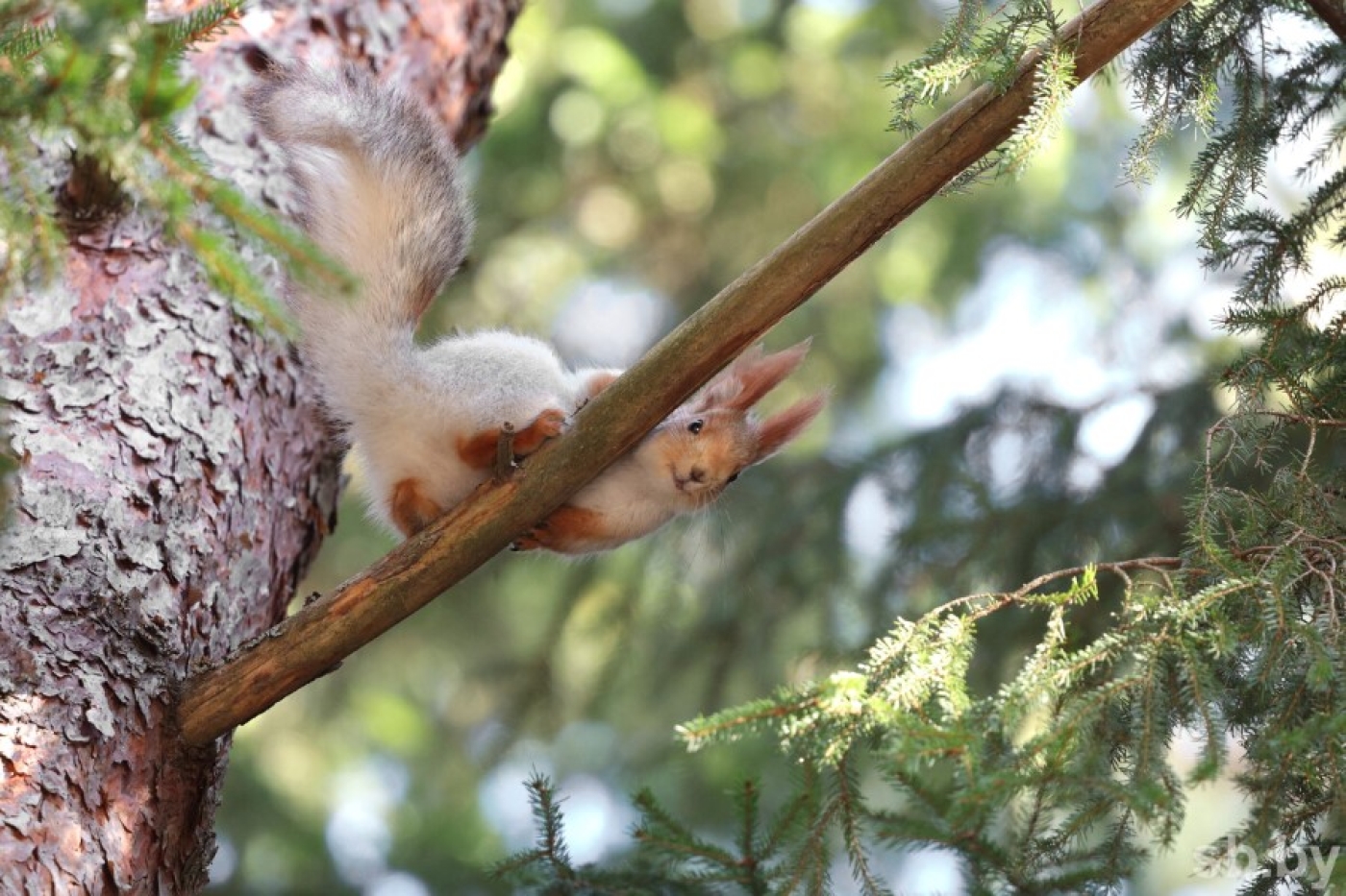 Погода в Беларуси 30 марта: переменная облачность, без осадков и до +18 °С