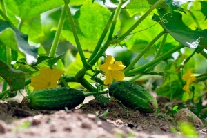 Правильно поливаем огурцы в жару – не потеряете урожай