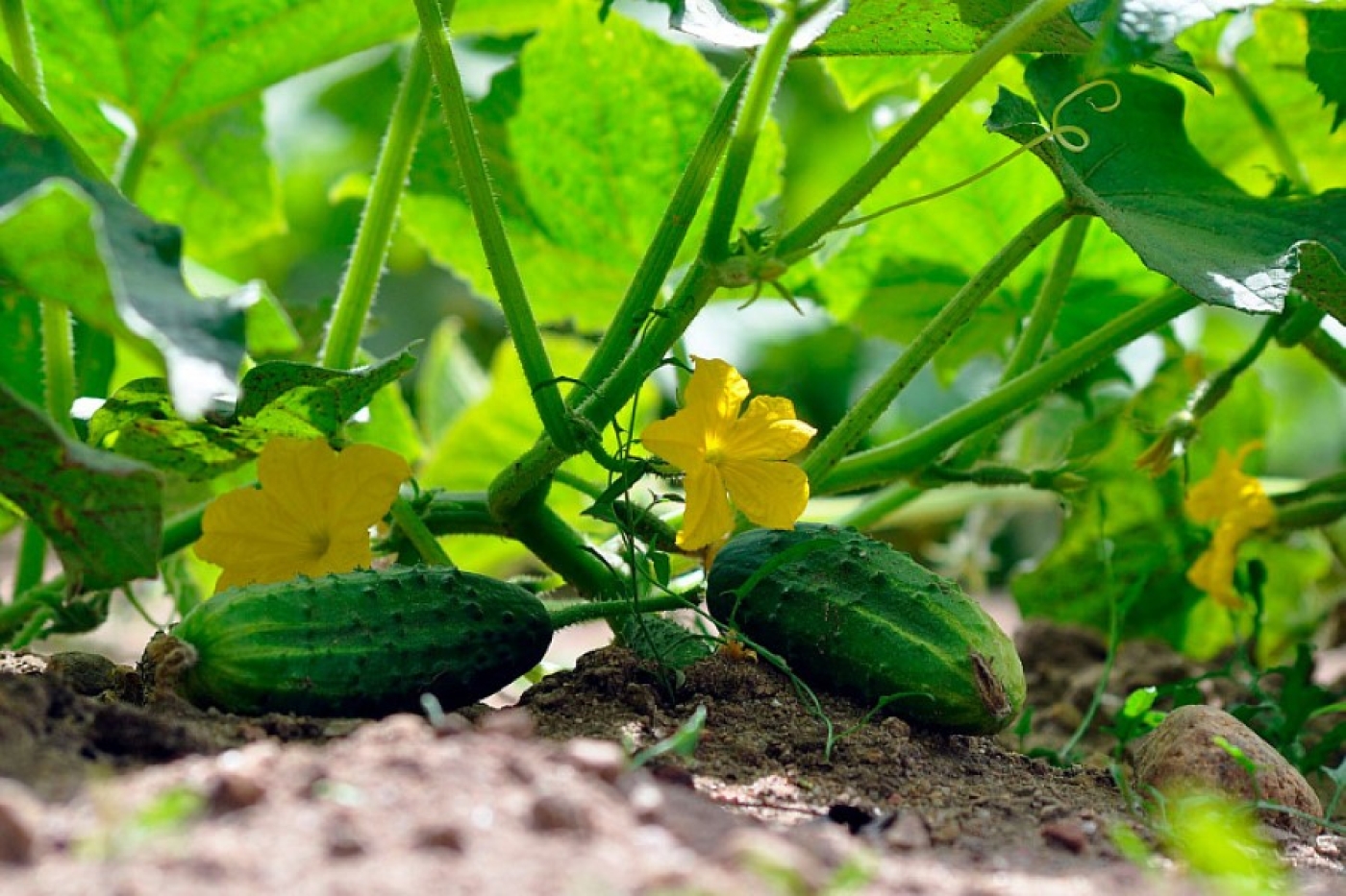 Правильно поливаем огурцы в жару – не потеряете урожай